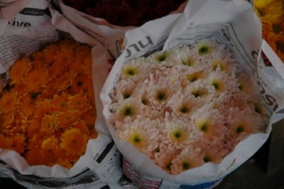 COMERCIO - FLORES (6)